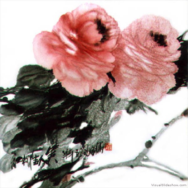 牡丹花 Peony 14.