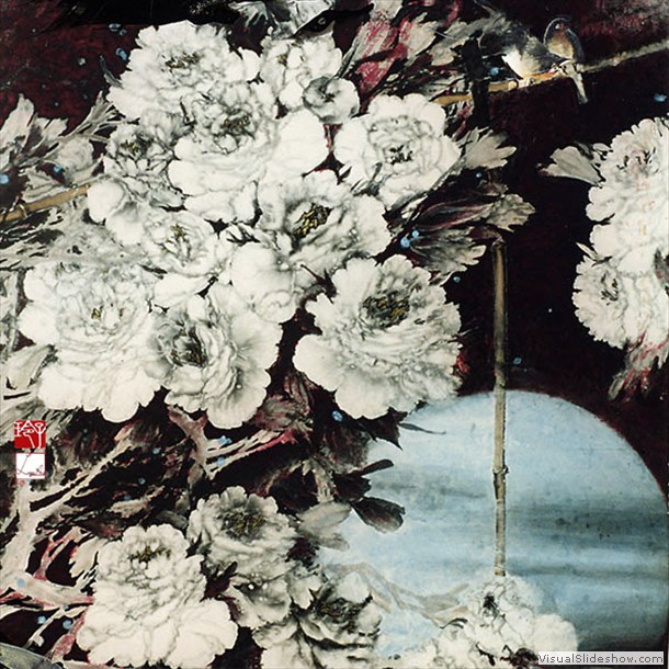 牡丹花 Peony 26.