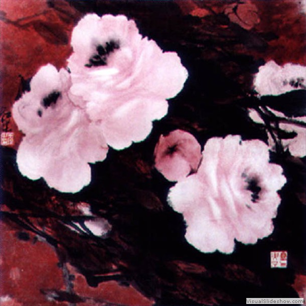 牡丹花 Peony 30.
