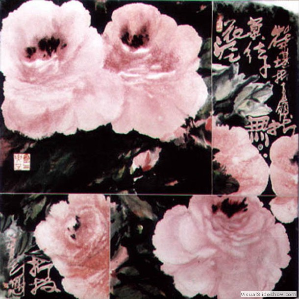 牡丹花 Peony 6.