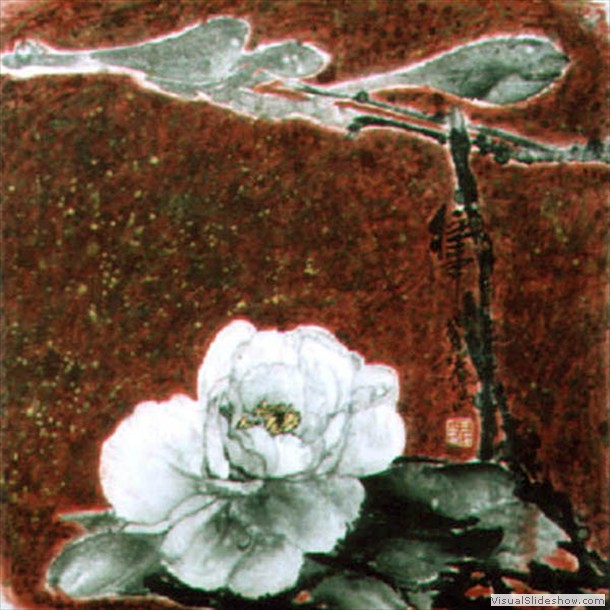 牡丹花 Peony 8.