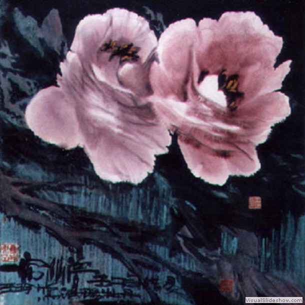 牡丹花 Peony 9.